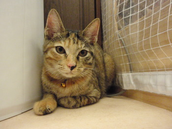 ムギ猫里親募集