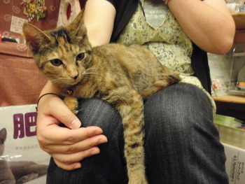 ムギ猫里親募集