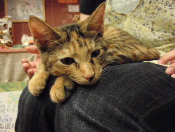 ムギ猫里親募集
