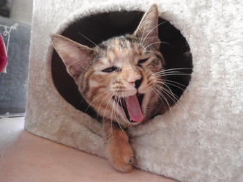 ムギ猫里親募集