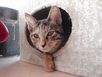 ムギ猫里親募集