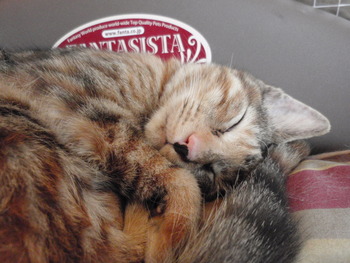 ムギ猫里親募集