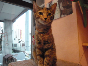 ムギ猫里親募集