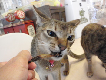 海ちゃん＆茶～　猫美容