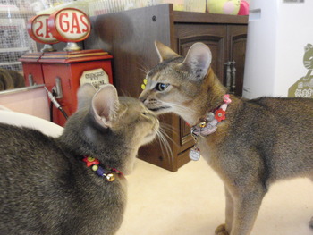 海ちゃん＆茶～　猫美容