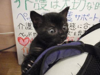 兄弟仔猫里親募集予約