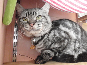 ふじ君　猫美容フルコース