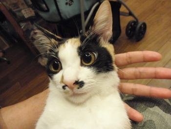 ミミちゃん