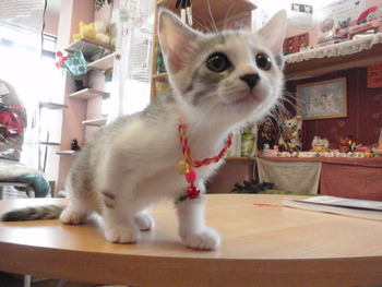 りんごちゃん
