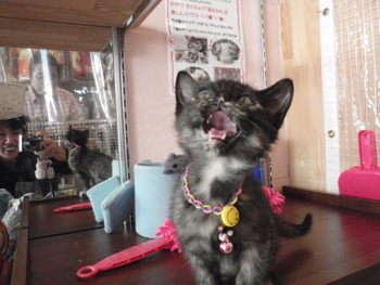 仔猫里親募集中