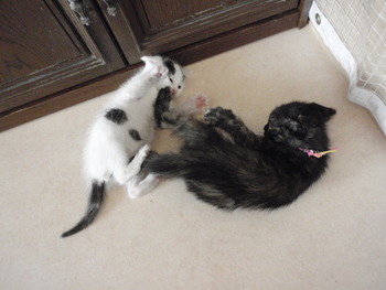 仔猫里親募集中