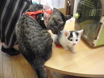 仔猫里親募集中