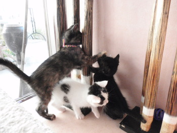 ６匹仔猫里親募集中
