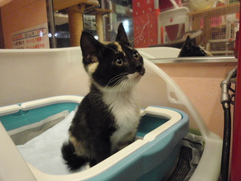 ６匹仔猫里親募集中