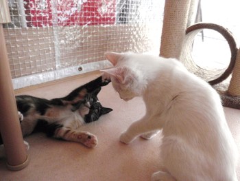 猫・ねこ・ネコカフェ　みーこ