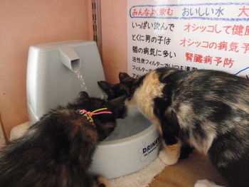 猫・ねこ・ネコカフェ　みーこ