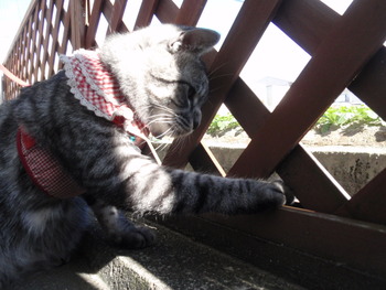 猫・ねこ・ネコカフェ　みーこ