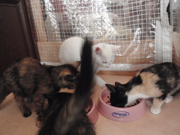 猫・ねこ・ネコカフェ　みーこ