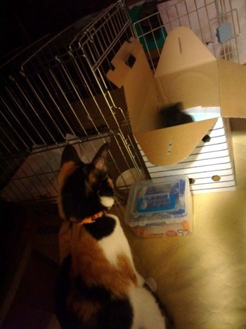 黒猫君 里親体験中