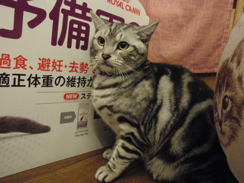アメショのニャンニャン君