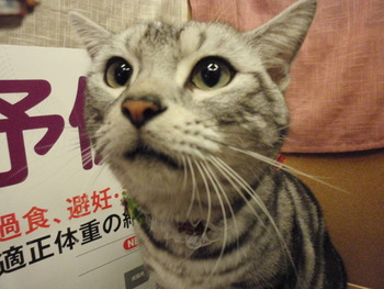 アメショのニャンニャン君