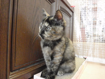 黒サビ猫里親募集