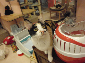 黒サビ猫里親募集
