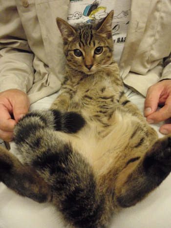黒サビ猫里親募集