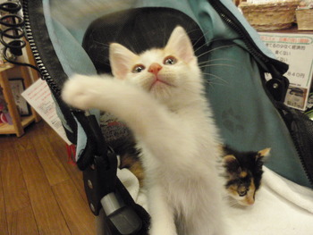 仔猫里親募集