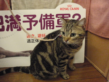 アメショのみぃちゃん