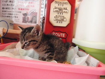 ちっちゃいキジトラ猫