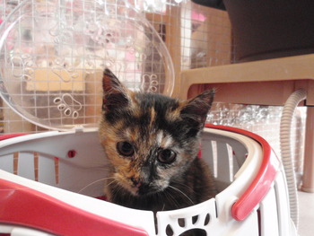 仔猫里親募集