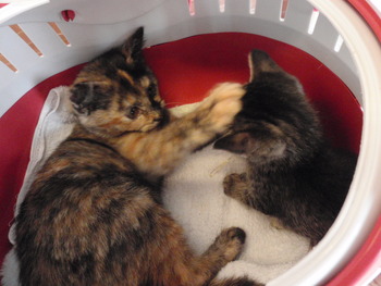 ちっちゃいキジトラ猫
