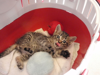 ちっちゃいキジトラ猫