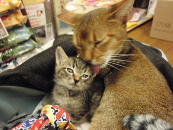 仔猫里親募集