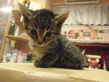 仔猫里親募集