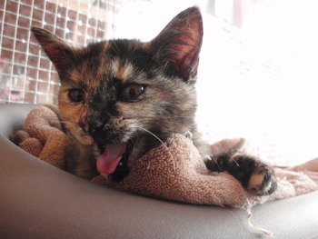 メス仔猫里親募集