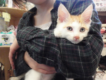 白茶ぶち猫里親体験中