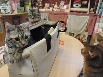 こあめ君　