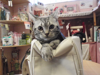 こあめ君　