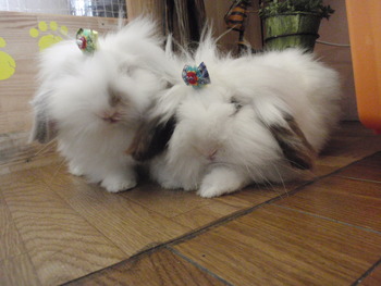 うさおはロコ君