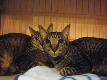 ライ君＆カリ君