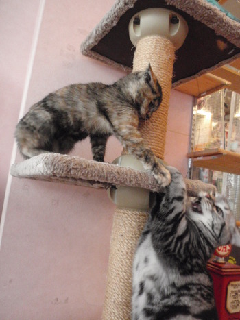 こあめ君　猫ホテル