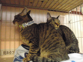 ライ君＆カリ君