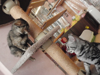 こあめ君　猫ホテル