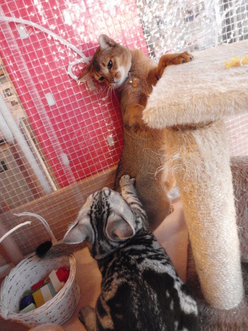 こあめ君　猫ホテル
