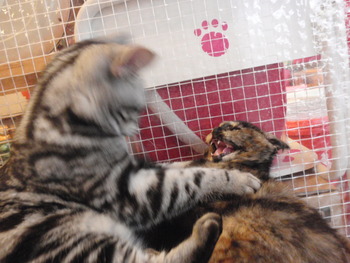 こあめ君　猫ホテル