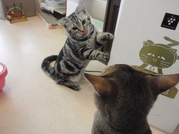 こあめ君　猫ホテル