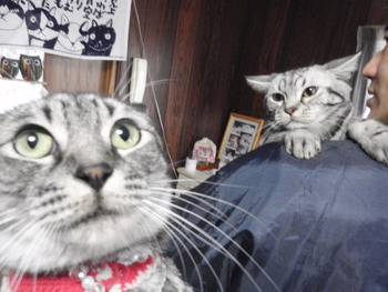 こあめ君　猫ホテル