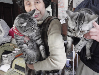 こあめ君　猫ホテル
